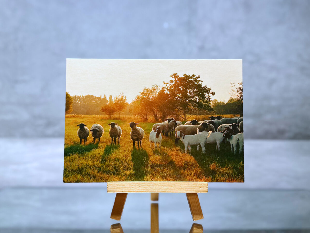 Postcard "Golden Hour Sheep Pirna" 