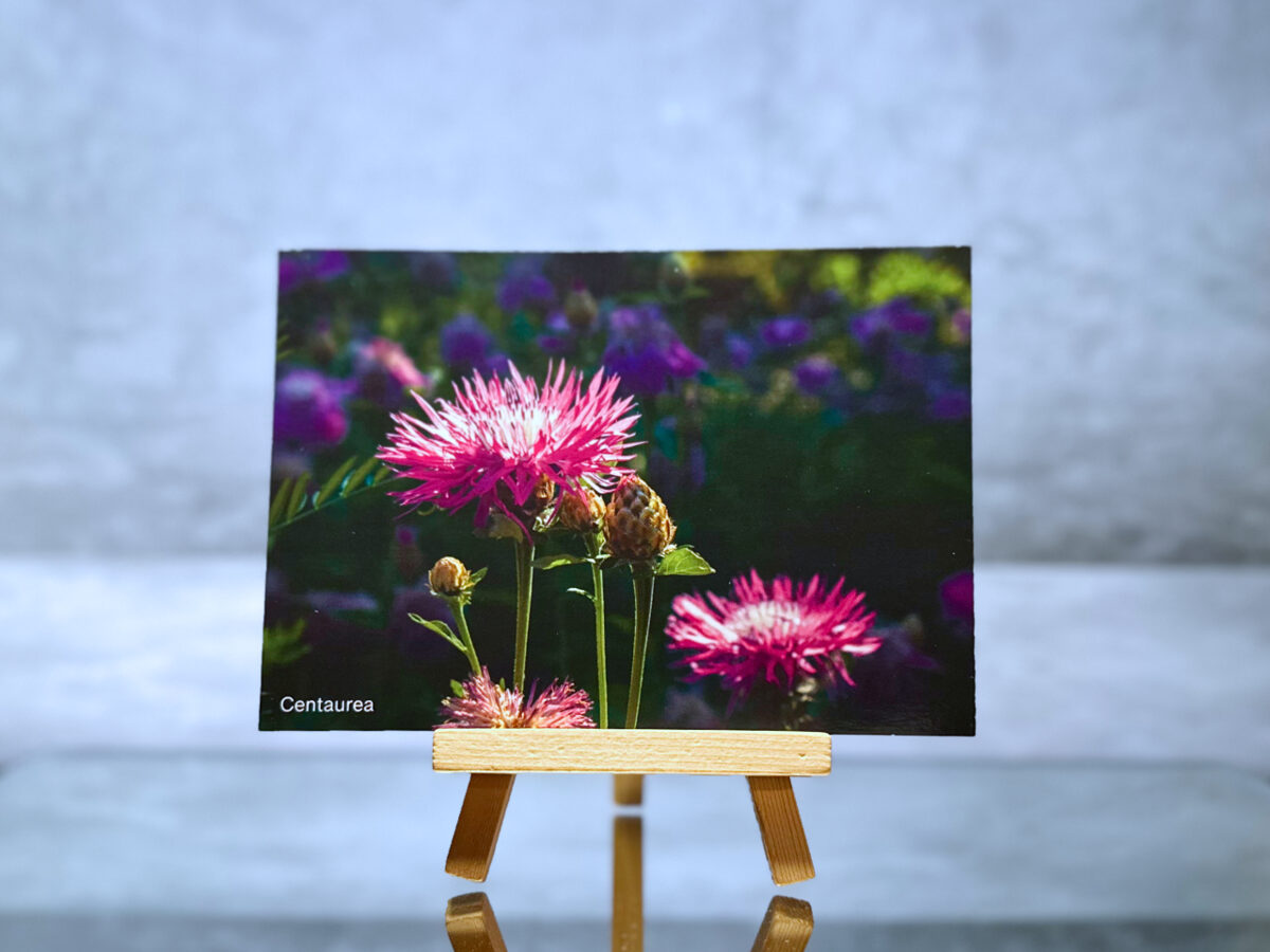 Postkarte "Centaurea - Flockenblume"