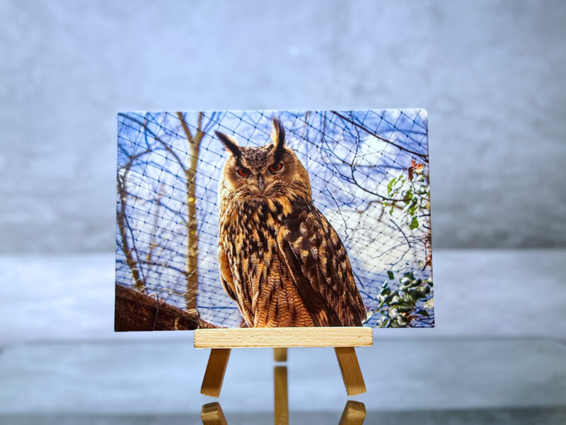 Postcard "Owl"